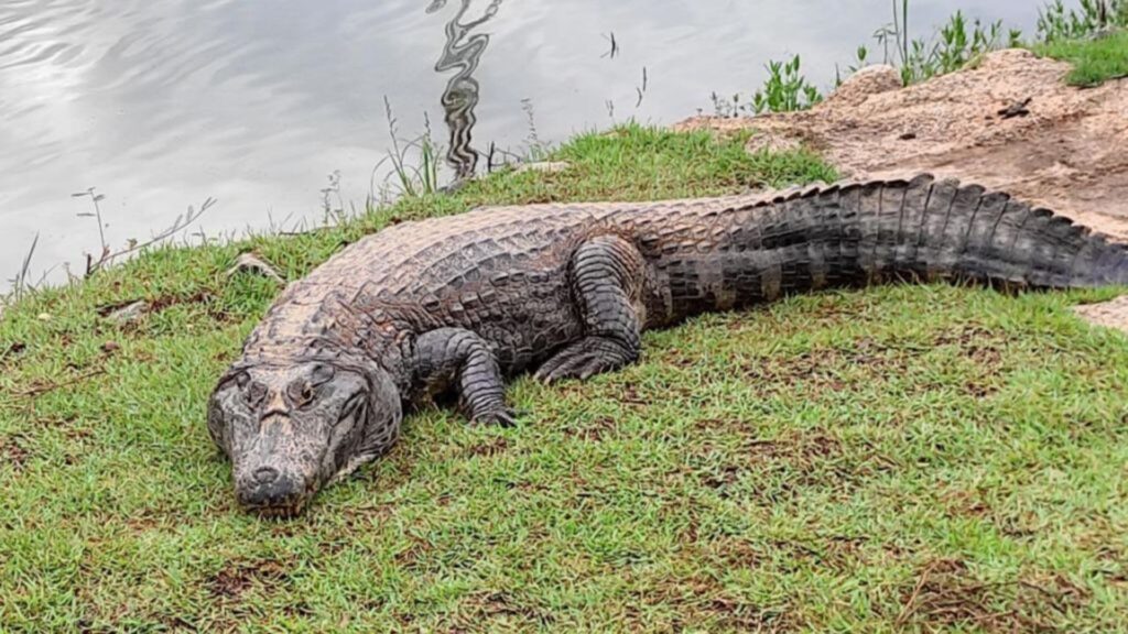Jacaré ‘Celso’ quase ataca mulher em parque de Cuiabá; assista ao vídeo Jacaré 'Celso' quase ataca mulher em parque de Cuiabá; assista ao vídeo