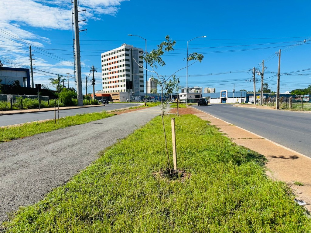 MT-251: Arborização com 330 novas mudas de árvores em Cuiabá MT-251: Arborização com 330 novas mudas de árvores em Cuiabá