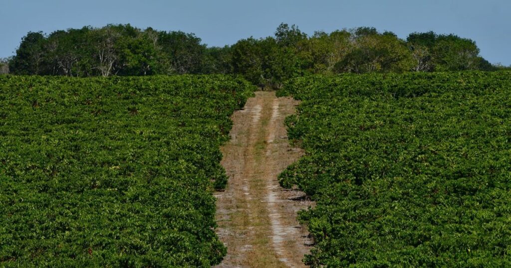 Preço do Hectare no Espírito Santo: Valorização Surpreendente Atinge R$ 200 mil Preço do Hectare no Espírito Santo: Valorização Surpreendente Atinge R$ 200 mil