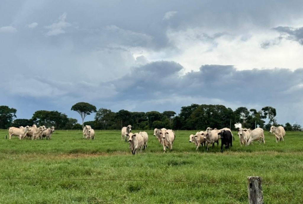 Estratégias de Manejo: Rumo à Arroba Mais Barata de 2026 Estratégias de Manejo: Rumo à Arroba Mais Barata de 2026