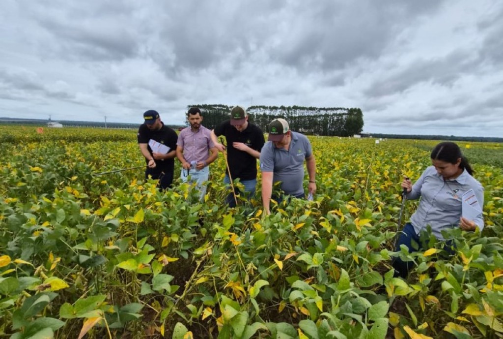 Soja se Destaca no Mato Grosso: Produtividade Mantida Apesar de Estresse Climático Soja se Destaca no Mato Grosso: Produtividade Mantida Apesar de Estresse Climático