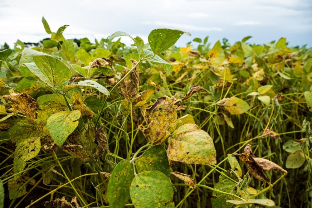 Colheita de Soja Atinge 85% e Alerta Sobre Doenças Finais Colheita de Soja Atinge 85% e Alerta Sobre Doenças Finais