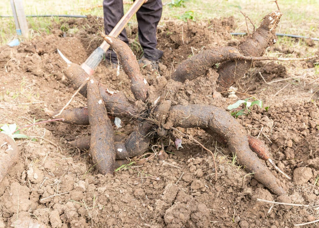 Cuiabá Inova com Testes de Seis Variedades de Mandioca para Impulsionar Agricultura Familiar Cuiabá Inova com Testes de Seis Variedades de Mandioca para Impulsionar Agricultura Familiar
