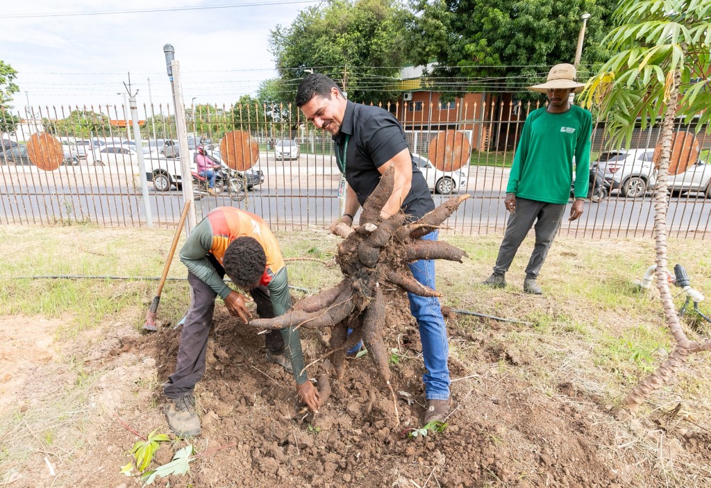 Fortalecendo a Agricultura: Projeto Inova com Seis Espécies de Mandioca na Baixada Cuiabana Fortalecendo a Agricultura: Projeto Inova com Seis Espécies de Mandioca na Baixada Cuiabana