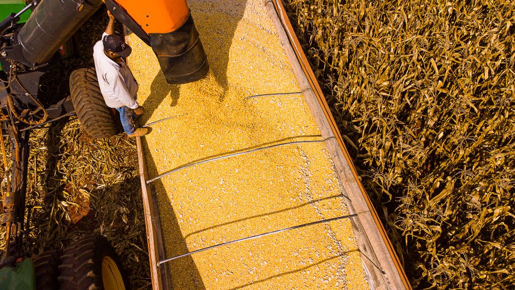 Mato Grosso: Líder em Produção Agropecuária com Projeção de R$ 206 Bilhões até 2026 Mato Grosso: Líder em Produção Agropecuária com Projeção de R$ 206 Bilhões até 2026