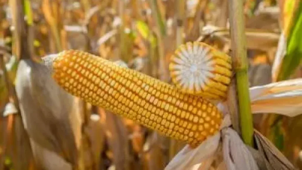 Tecnologia Eleva Produção de Milho em Mato Grosso a Níveis Históricos Tecnologia Eleva Produção de Milho em Mato Grosso a Níveis Históricos