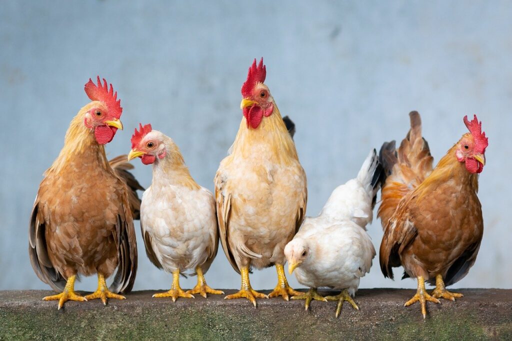 Governo nega o surgimento de mais ocorrências da doença de Newcastle em aves. image 72