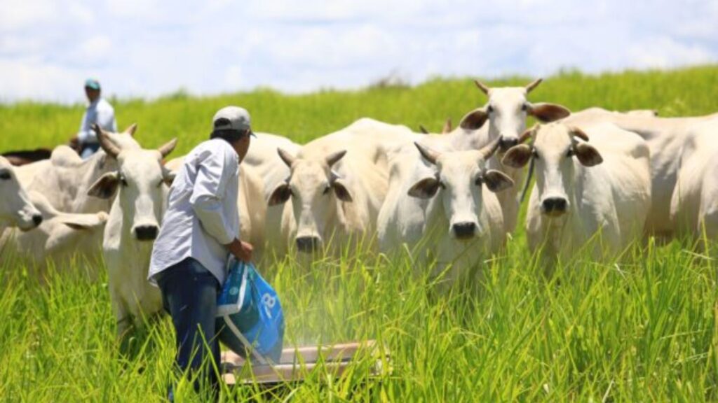 “Suplementação Mineral: Essencial para o Aumento Eficiente de Peso do Gado Durante a Seca, Afirma Especialista” 22suplementacao mineral essencial para