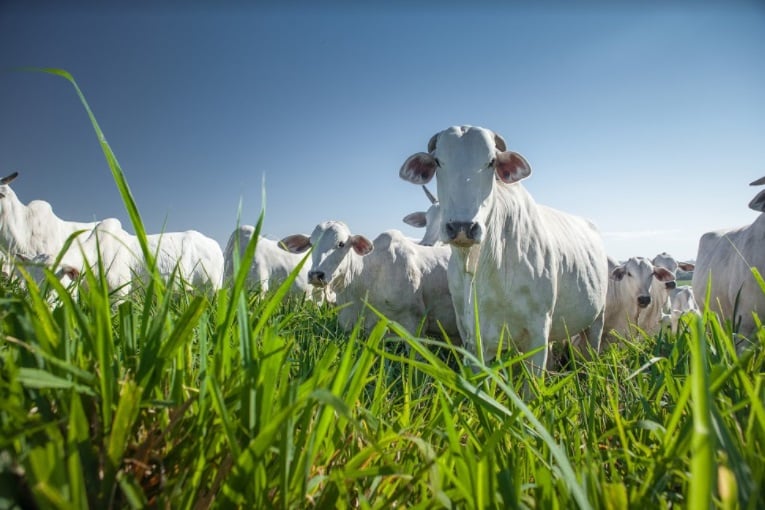 G20 Brasil: Governo destina US$ 1,3 bilhão do Fundo Clima para restauração de pastagens g20 brasil governo destina