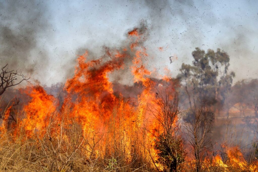 Homem é preso por incendiar mata próximo a cemitério no DF homem e preso por