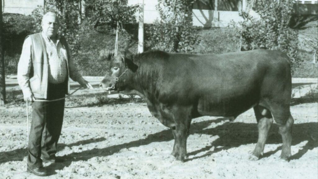 Beefalo: o híbrido de boi e bisão que já encantou o Brasil! beefalo o hibrido de