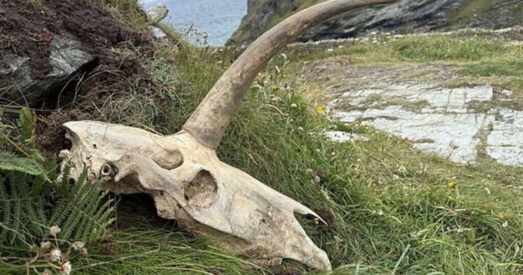 Descoberta Inusitada: Crânio com ‘Chifre de Unicórnio’ Encontrado Próximo ao Castelo de Tintagel Imagem do artigo