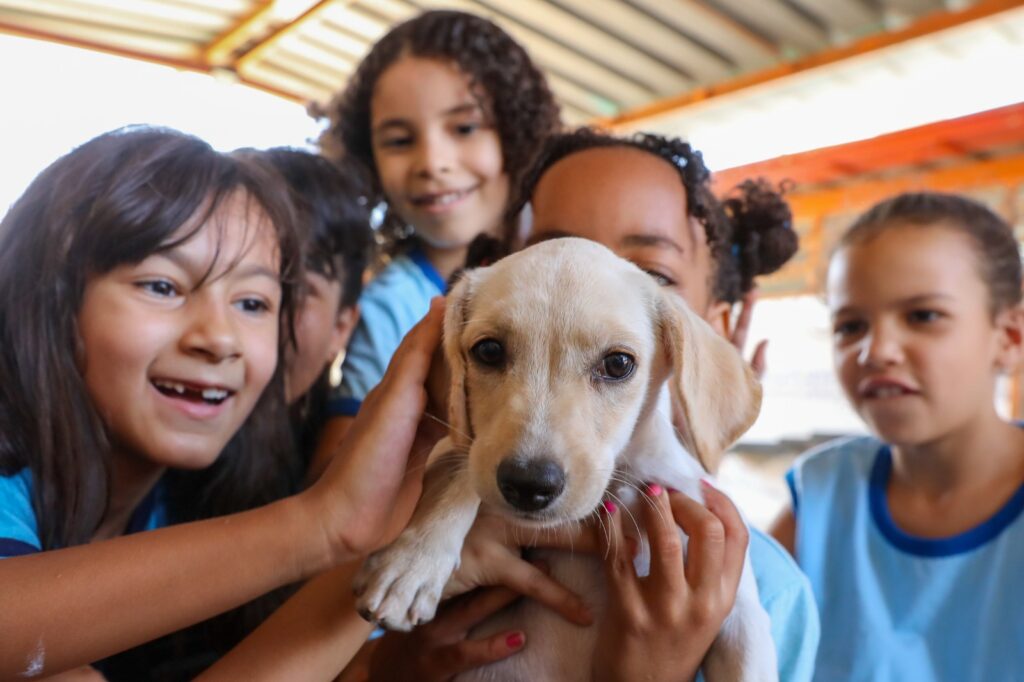 Secretaria de Proteção Animal do DF: Avanços e Inovações no Cuidado a Cães e Gatos