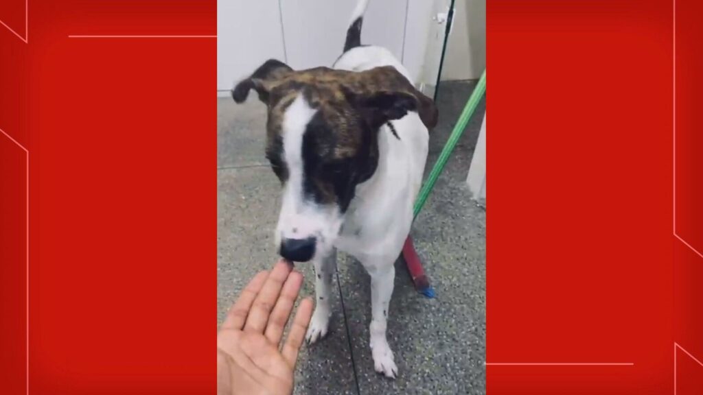 Homem Detido por Suspeita de Matar Cão a Tiros no DF Homem Detido por Suspeita de Matar Cão a Tiros no DF