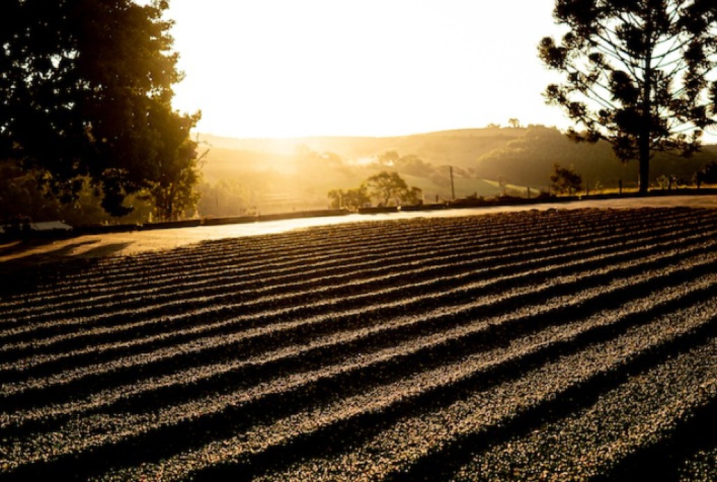 IBGE Aumenta Projeção para Safra de Café; Brasil Rumo a Produção Histórica em 2026 IBGE Aumenta Projeção para Safra de Café; Brasil Rumo a Produção Histórica em 2026