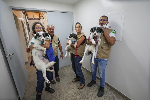 Proteção Animal no DF: Como o GDF Estabeleceu uma Política Pública Permanente Proteção Animal no DF: Como o GDF Estabeleceu uma Política Pública Permanente