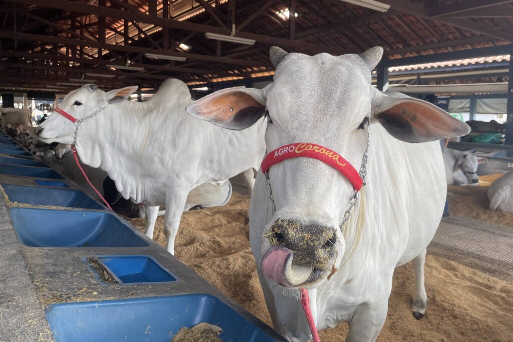 Lideranças do Agronegócio Reagem ao Fim da Escala 6×1 na Expozebu 2024 Lideranças do Agronegócio Reagem ao Fim da Escala 6x1 na Expozebu 2024