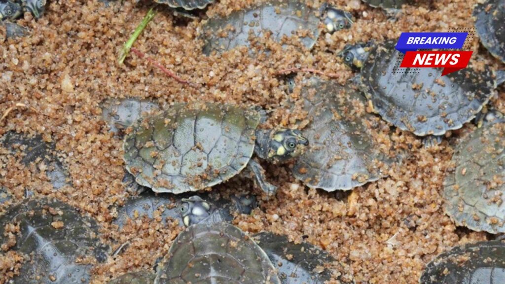 Aumento Histórico na Taxa de Nascimento de Tartarugas da Amazônia: Um Marco para a Conservação Aumento Histórico na Taxa de Nascimento de Tartarugas da Amazônia: Um Marco para a Conservação