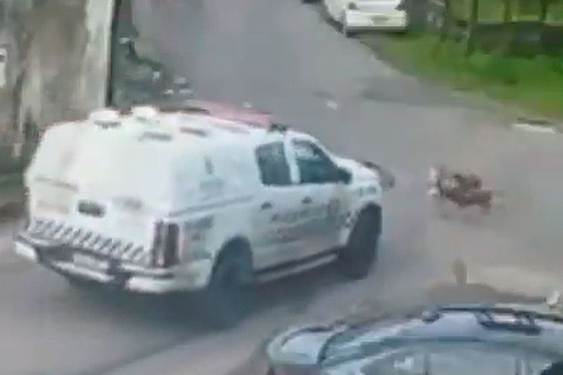 Policiais Matam Dois Cachorros em Manaus: Um Caso de Crueldade Animal que Choca a Sociedade Policiais Matam Dois Cachorros em Manaus: Um Caso de Crueldade Animal que Choca a Sociedade