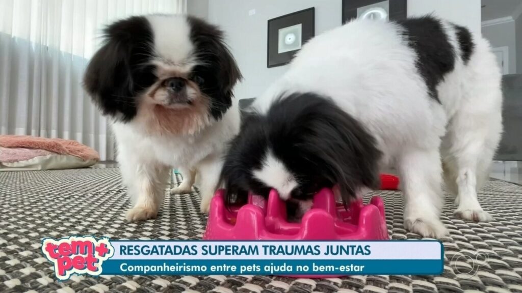 A Amizade entre Pets: Um Caminho para Saúde e Superação A Amizade entre Pets: Um Caminho para Saúde e Superação