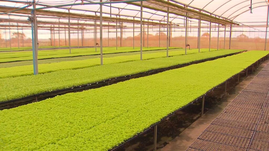 Como a Tecnologia e Gestão Inovadora Transformam o Agronegócio no Noroeste Paulista Como a Tecnologia e Gestão Inovadora Transformam o Agronegócio no Noroeste Paulista