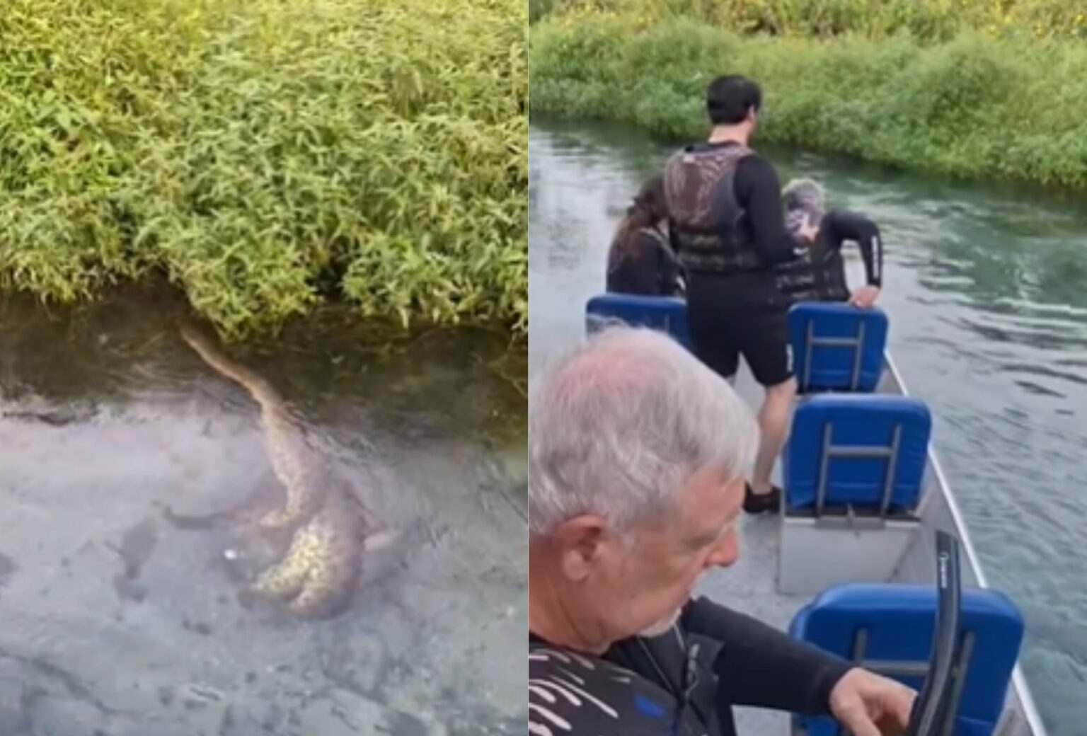 Turistas Capturam Momento Inusitado: Sucuri Ataca Porco-do-Mato em Bonito, MS