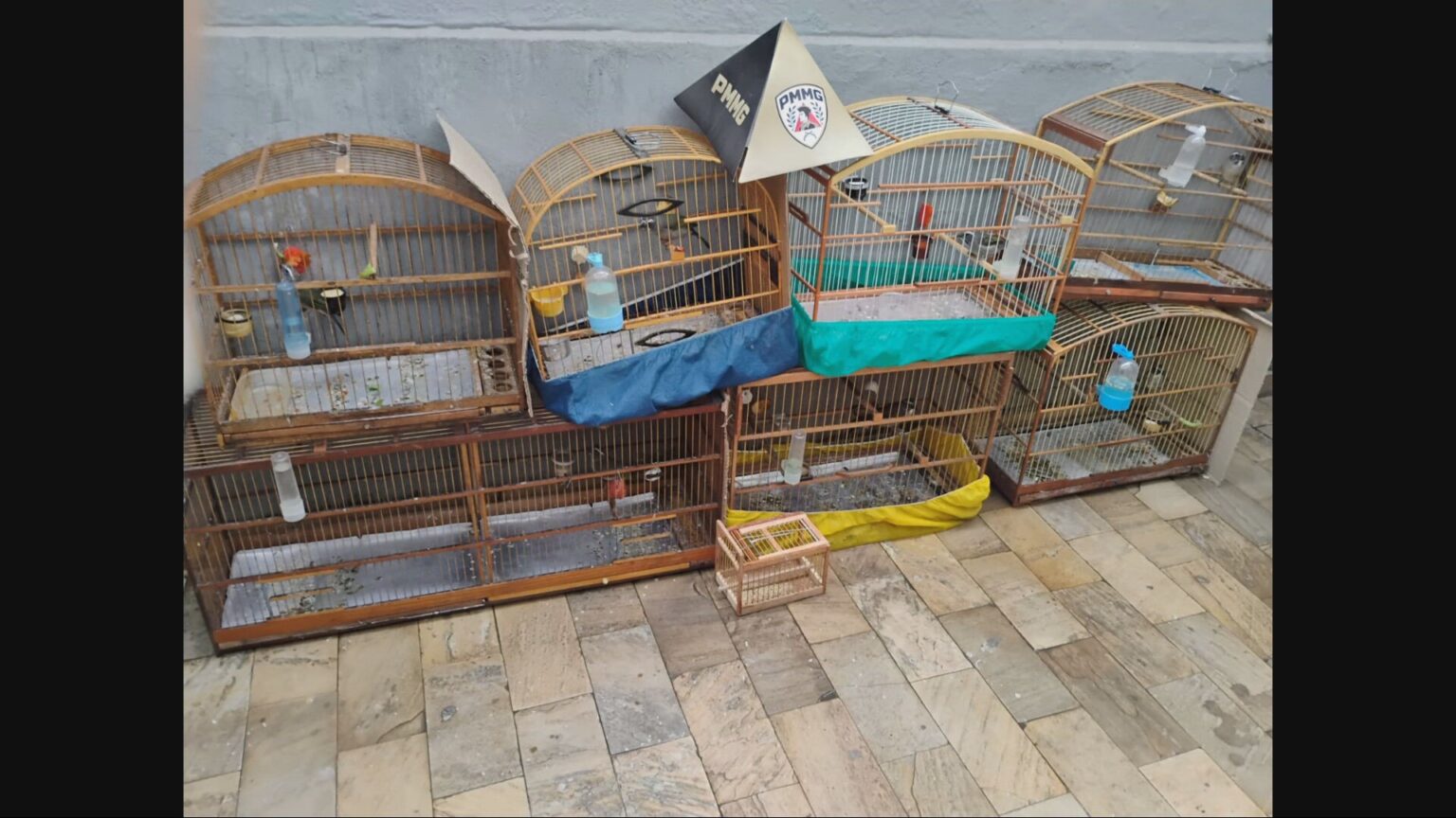 PM Realiza Operação e Prende 13 Pessoas por Tráfico de Aves Silvestres na Grande BH