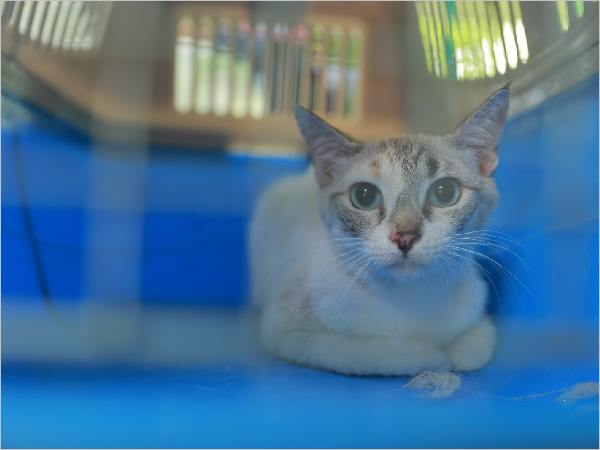 Juazeiro do Norte Lança Cadastro para Castração de Gatos a Partir de 11 de Maio Juazeiro do Norte Lança Cadastro para Castração de Gatos a Partir de 11 de Maio