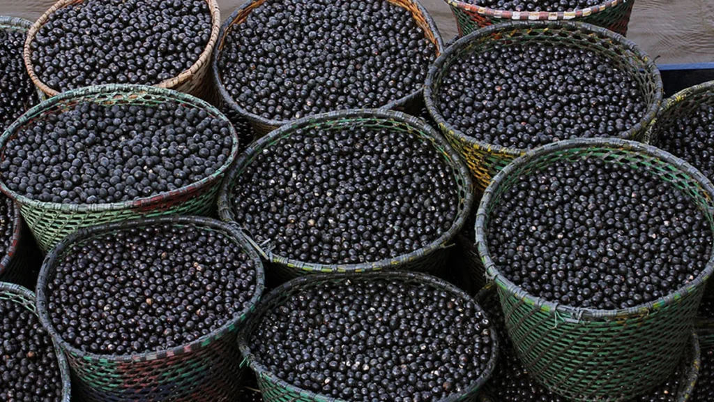Nanofertilizante de Açaí Revoluciona Cultivo de Milho e Sorgo no Ceará Nanofertilizante de Açaí Revoluciona Cultivo de Milho e Sorgo no Ceará