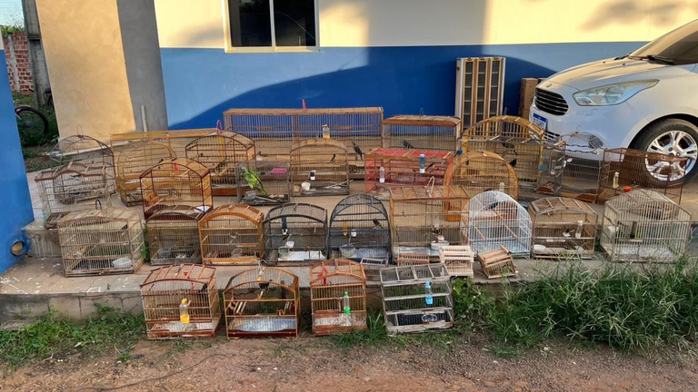 Apreensão de 32 Aves Silvestres no Maranhão: Uma Ação do Ibama Apreensão de 32 Aves Silvestres no Maranhão: Uma Ação do Ibama