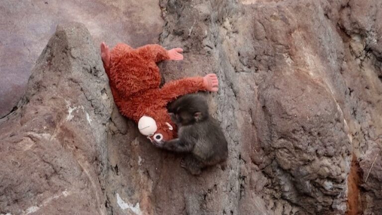 Desafio Visual: Encontre o Macaco Punch e Descubra o Que É Viral nas Redes