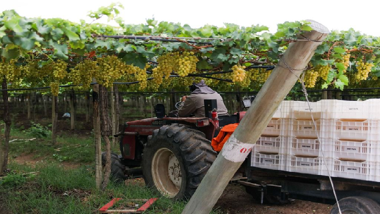 Petrolina: Um Destino Nacional para Vinhos e Uvas no Vale do São Francisco Petrolina: Um Destino Nacional para Vinhos e Uvas no Vale do São Francisco