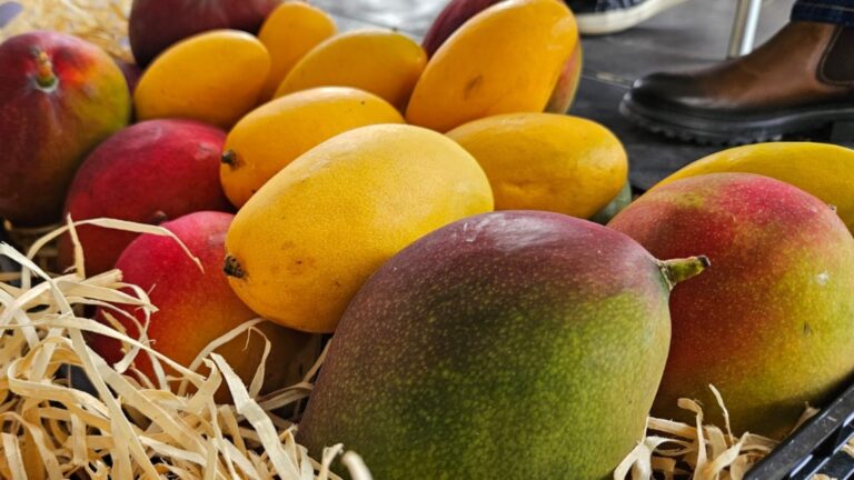 Prevenção contra Contaminação Bacteriana: O Caminho para o Sucesso na Fruticultura