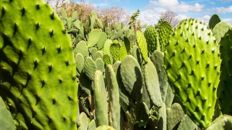 Tecnologia impulsiona ‘mar verde’ no sertão da Bahia com alta produtividade Tecnologia impulsiona 'mar verde' no sertão da Bahia com alta produtividade