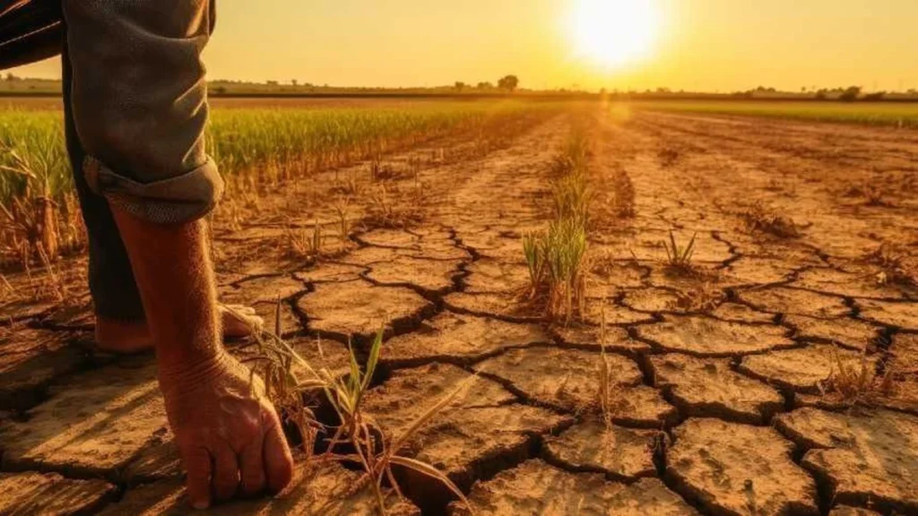 Impacto das Chuvas no Rio Grande do Sul e El Niño no Mercado de Alimentos