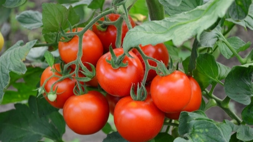 Inovações Tecnológicas Revolucionam a Produção de Tomate no Brasil Inovações Tecnológicas Revolucionam a Produção de Tomate no Brasil