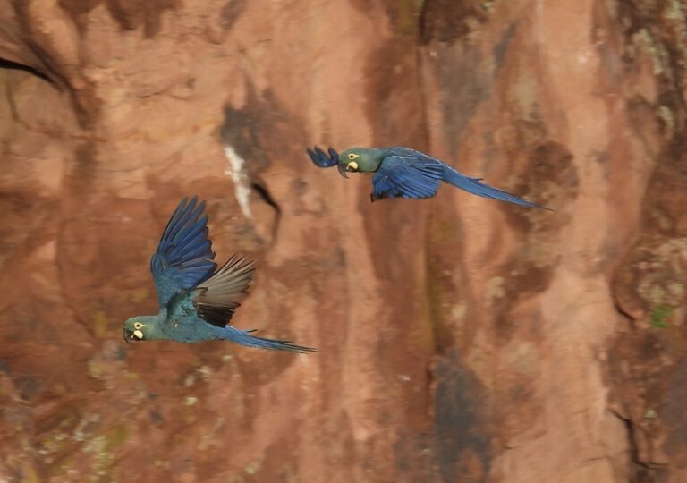 A Riqueza Ecológica do Raso da Catarina e a Luta pela Arara-Azul-de-Lear A Riqueza Ecológica do Raso da Catarina e a Luta pela Arara-Azul-de-Lear